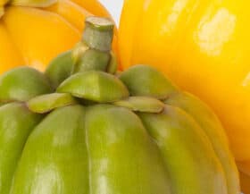 garcinia