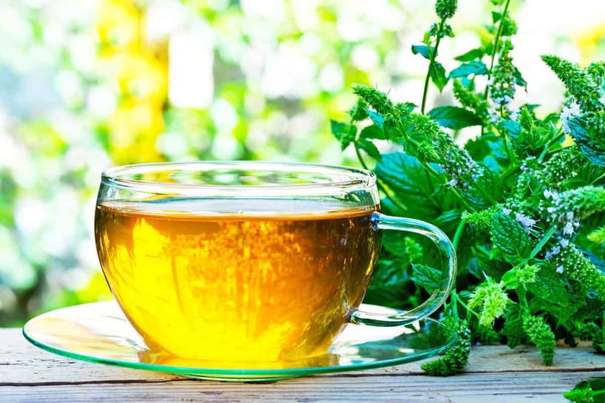 mint tea